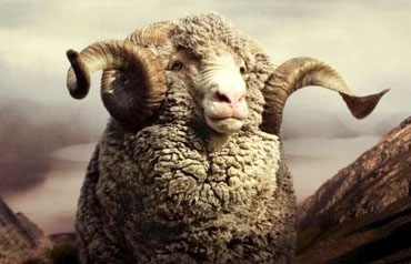 Хутро новозеландської вівці - нове слово у в'язанні